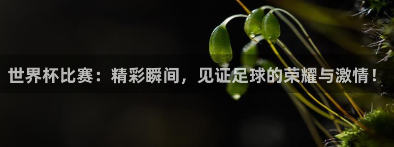 国际足联世界杯：世界杯比赛：精彩瞬间，见证足球的荣耀与激情！
